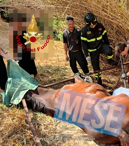 SALVATO UN CAVALLO BLOCCATO DA UNA STRUTTURA METALLICA